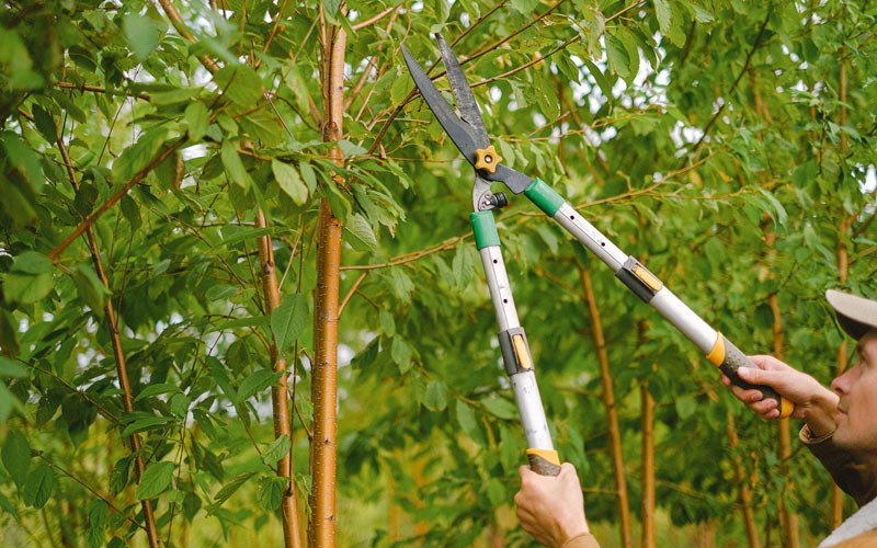 Tree trimming in Tabor, SD