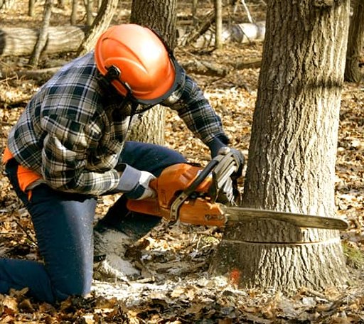 Tree Removal in Tabor, SD